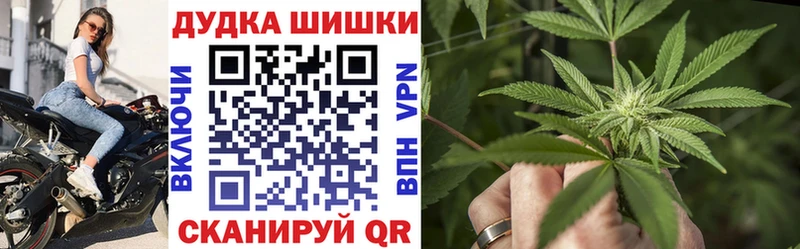 Купить где  Сунжа  Канабис сатива 